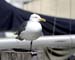 Birds009