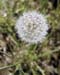 Dandelion01