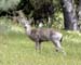 Deer004