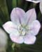 Flowers024