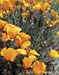 Poppies003