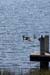 SummerGeese