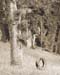 Trees002