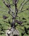 Trees007